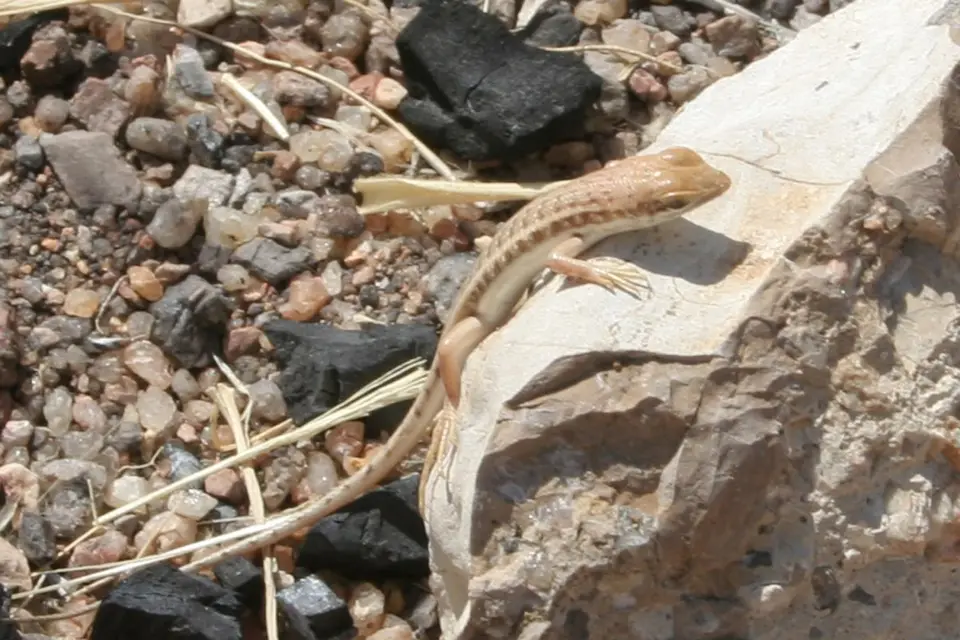 080810_Spitzkoppe_05Eidechse_001.JPG