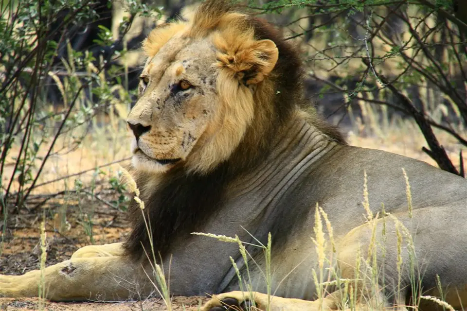 Nambotsa2011WDH-Moremi-Kalahari-Mabua-Kgalagadi388.JPG