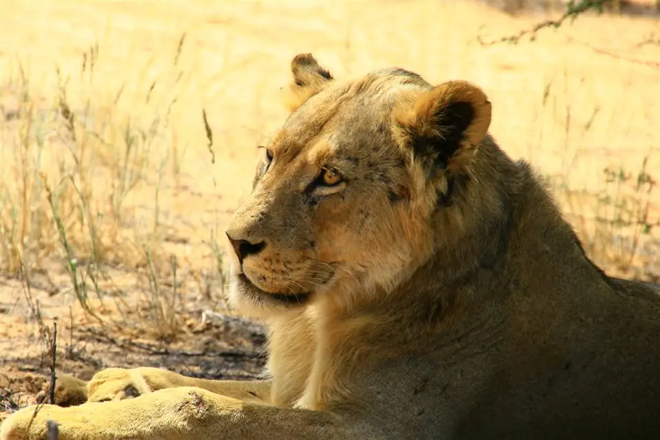 Nambotsa2011WDH-Moremi-Kalahari-Mabua-Kgalagadi397.JPG