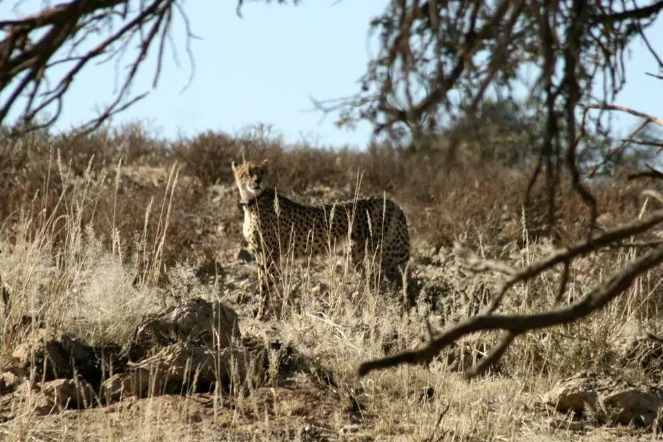 Namibia-Sdafrika-BOT-NAm2009094.jpg