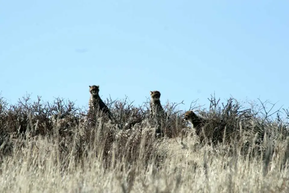 Namibia-Sdafrika-BOT-NAm2009095.jpg