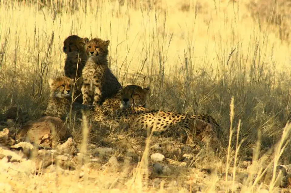 Namibia-Sdafrika-BOT-NAm2009102.jpg