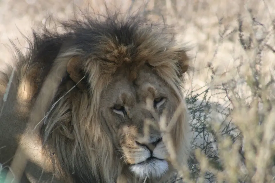 Namibia-Sdafrika-BOT-NAm2009266.jpg