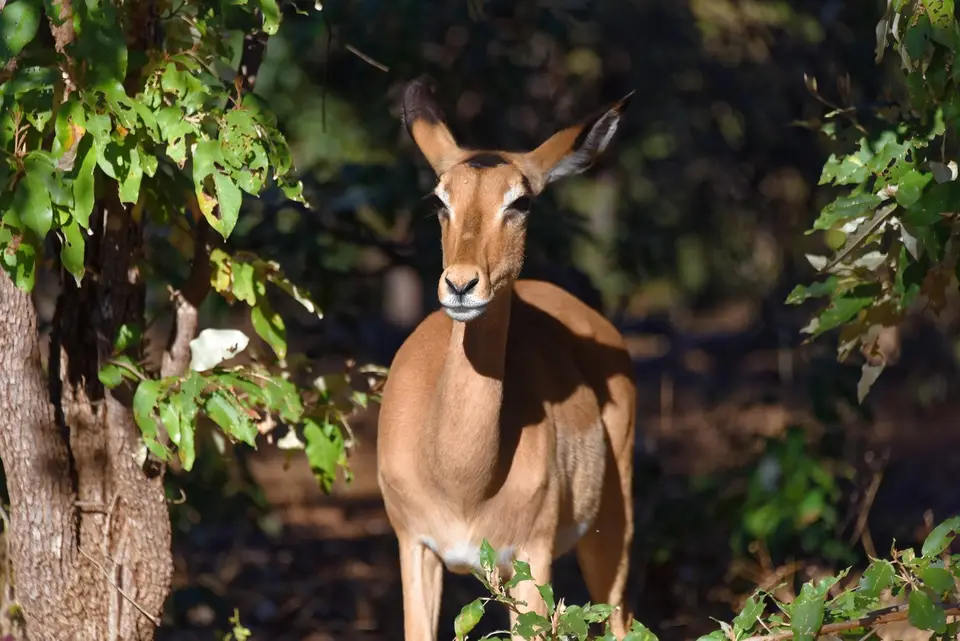 ChobeImpala.jpg