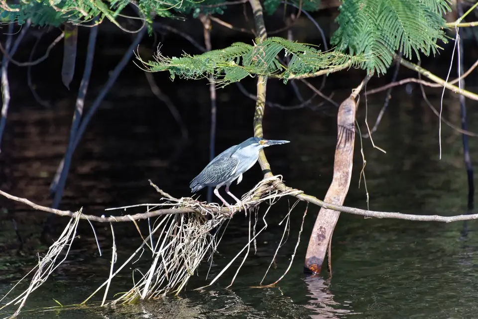 ChobeVogel.jpg