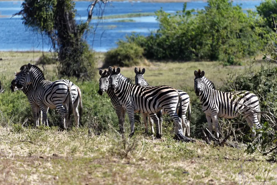 Chobezebras.jpg