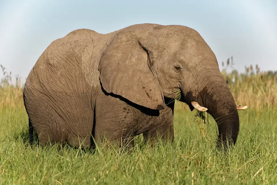 Elefant_2.jpg