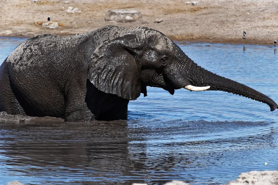 EtoshaElefant1.jpg