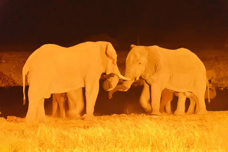 EtoshaElefant2.jpg