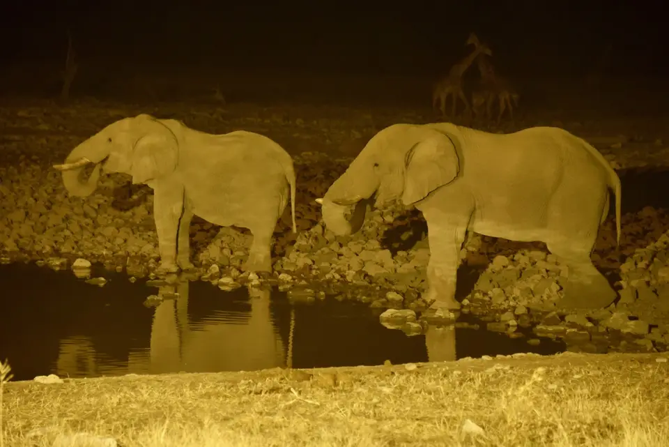 EtoshaElefant3.jpg