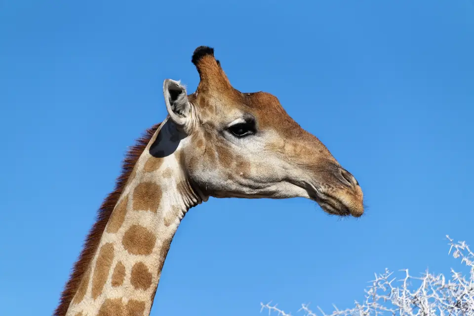 EtoshaGiraffe1.jpg