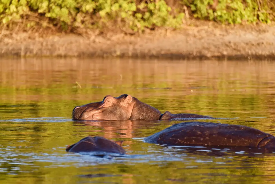 HipposChobe.jpg