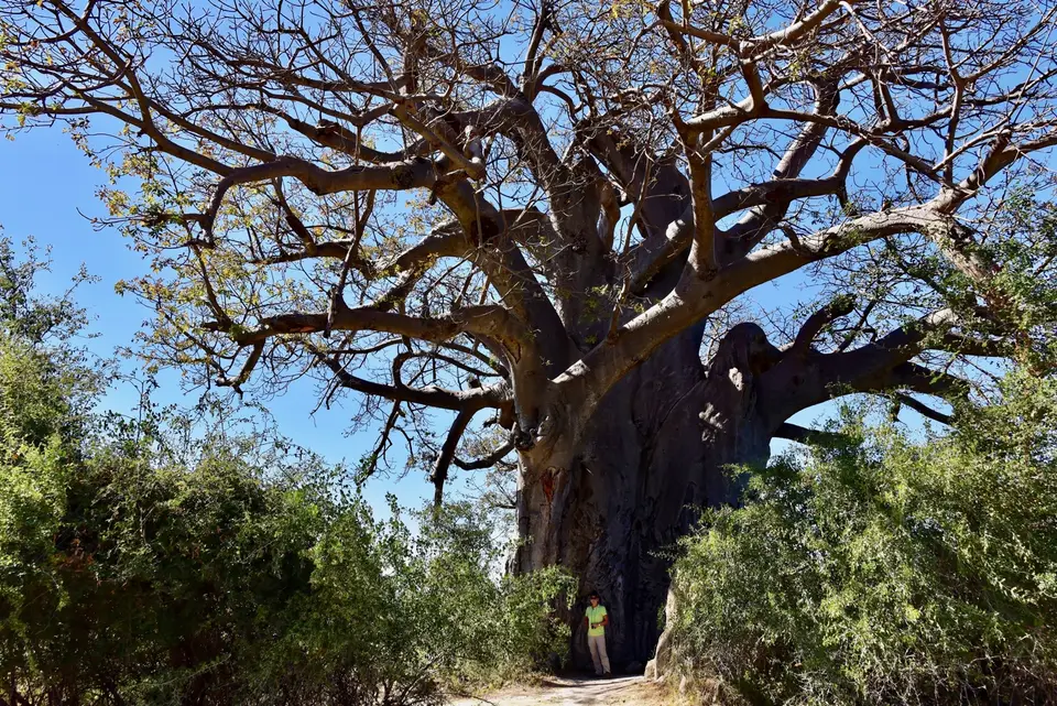 MahangoGameParkBaobab.jpg