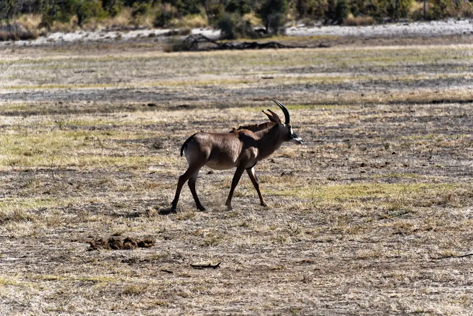 MahangoGameParkRappenAntilope.jpg