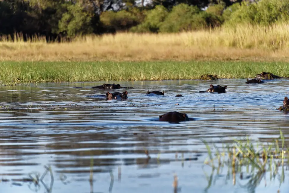 MoremiHippos.jpg