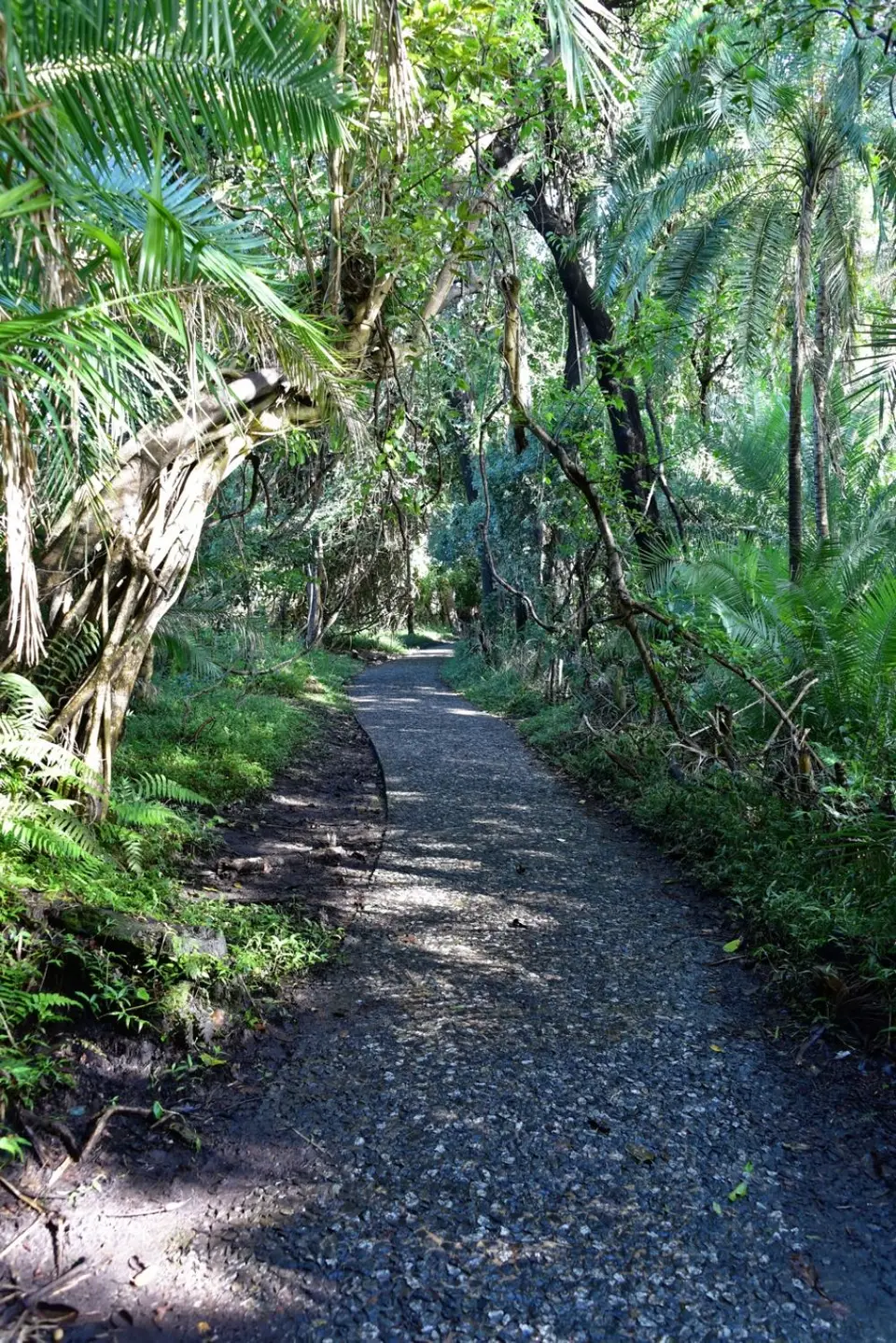 VictoriaFallsRainforest.jpg