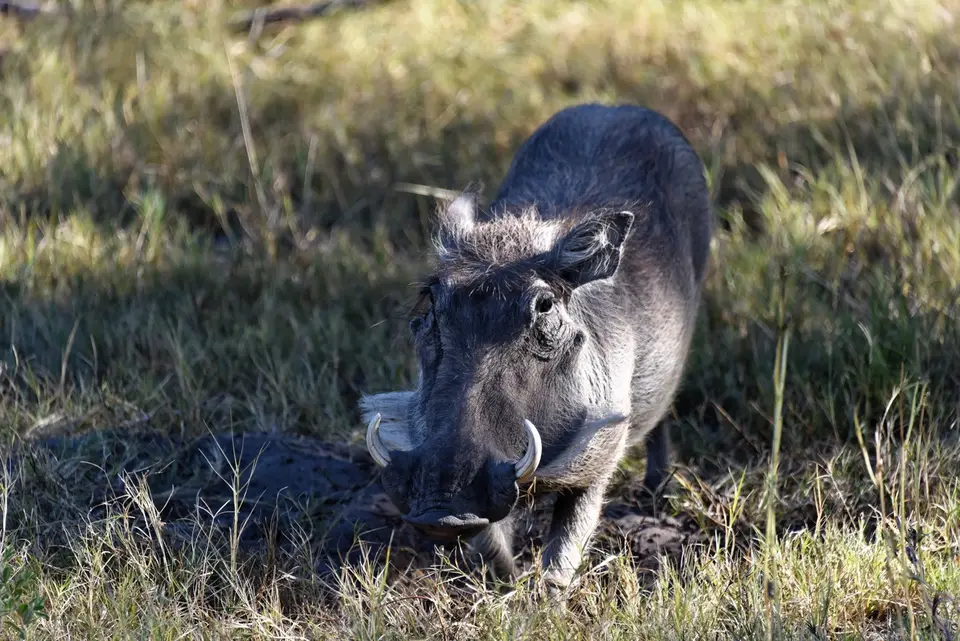 Warzenschwein.jpg
