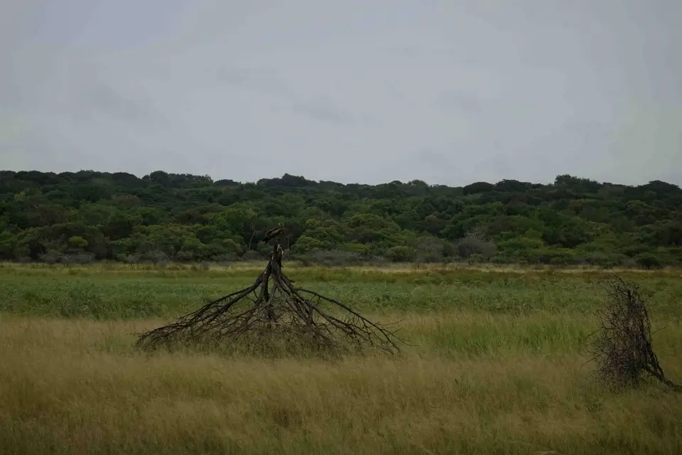 h172f01d.jpg