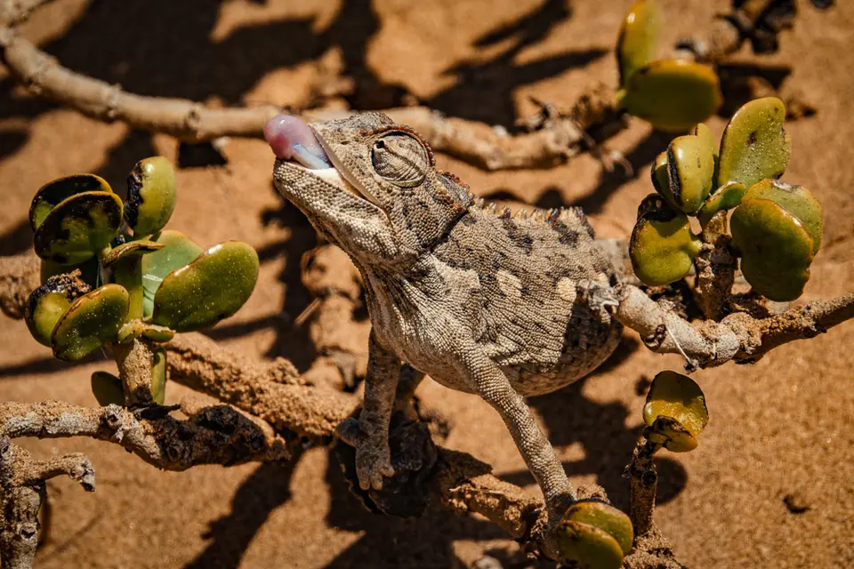 2017_11_namibia-1458-2.jpg