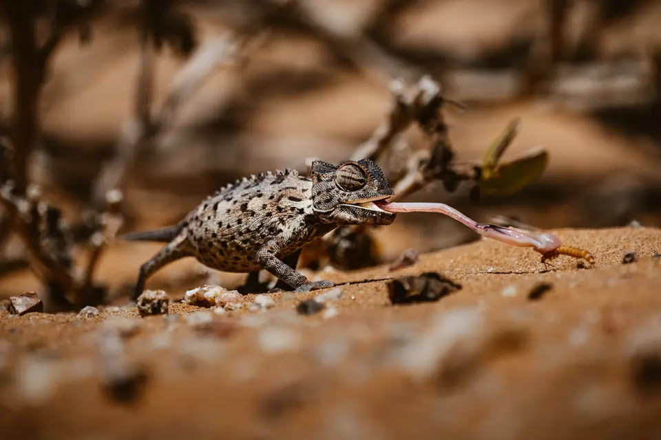 namibia_2018-0866.jpg