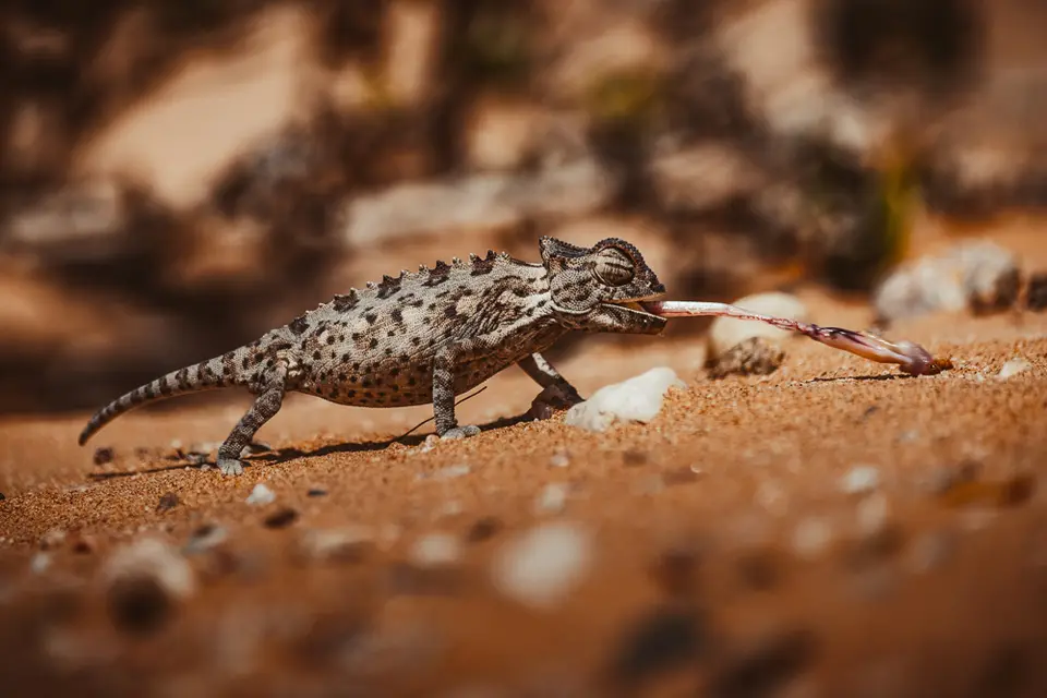 namibia_2018-0964.jpg