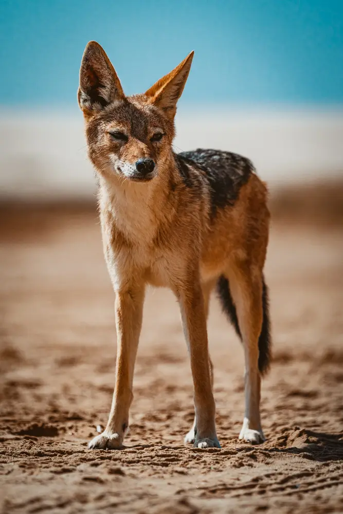 namibia_2018-2617.jpg
