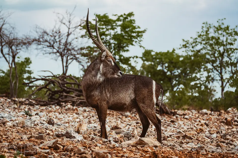namibia_2018-4479.png
