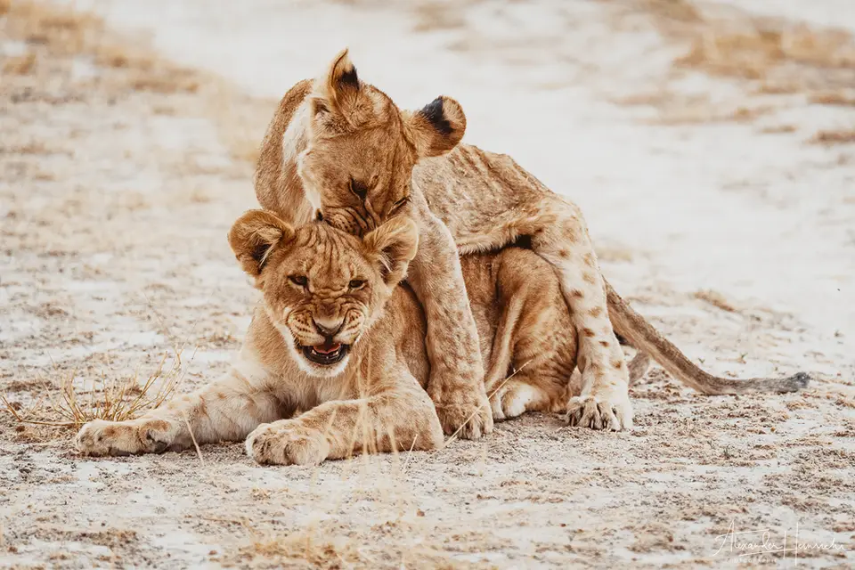 namibia_2018-4635.png