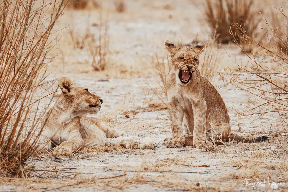 namibia_2018-4753.png