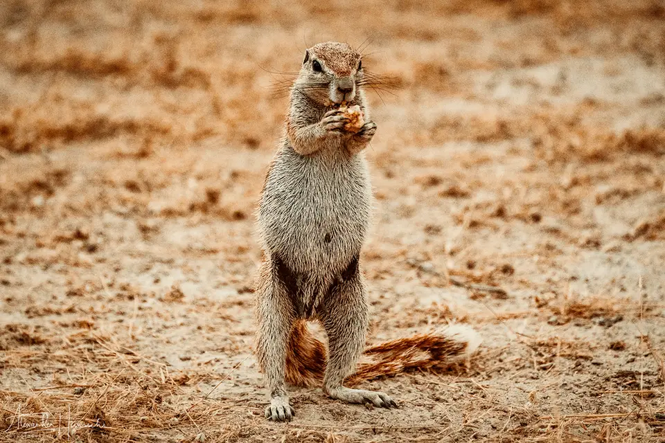 namibia_2018-4790.png