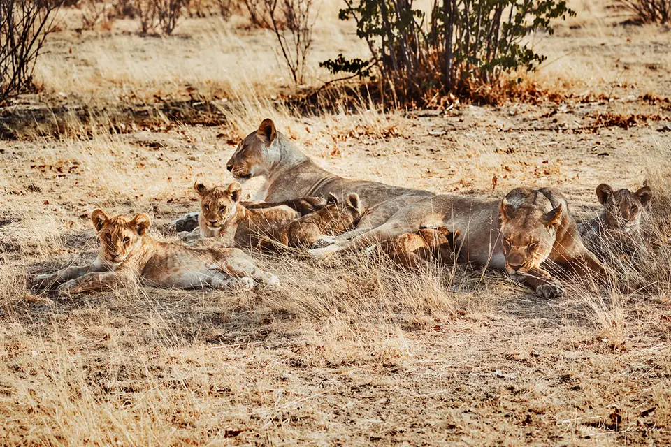 namibia_2018-4866.png