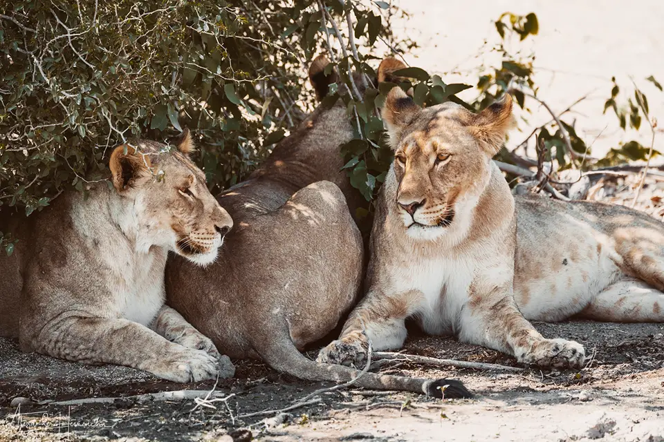 namibia_2018-4986.png