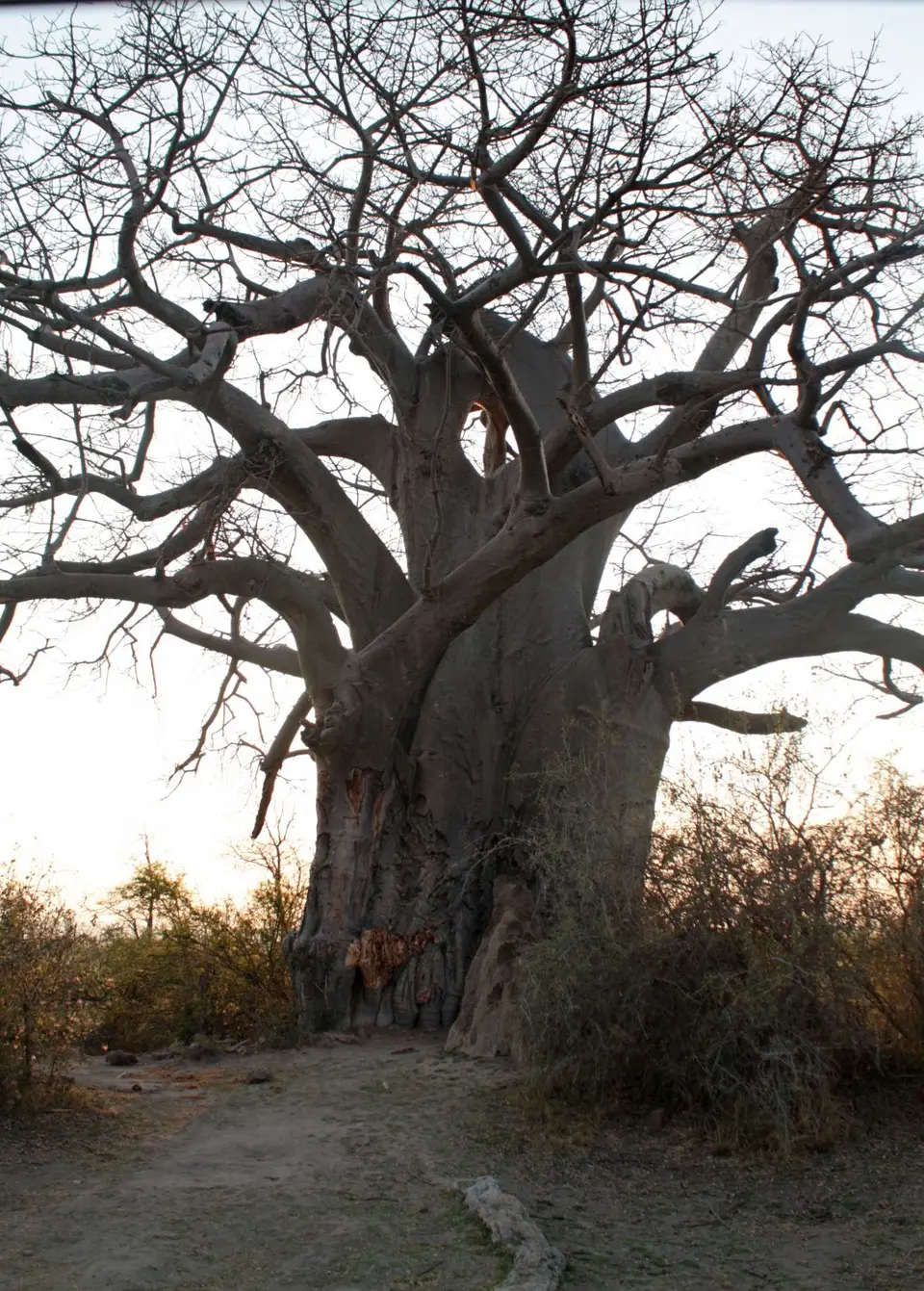 baobab.JPG