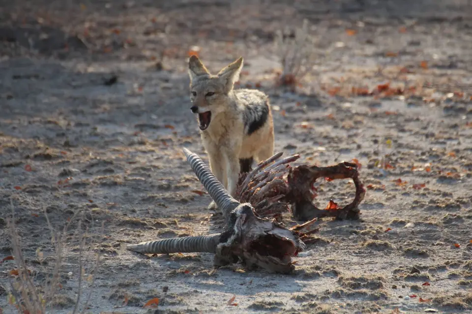 IMG_4485.JPG