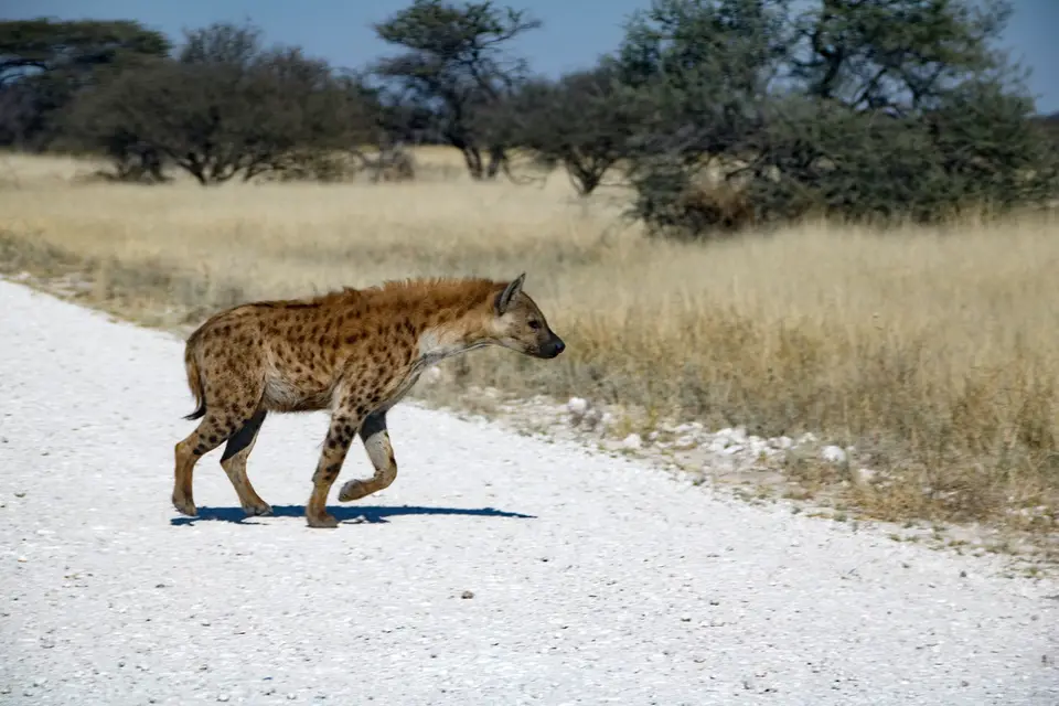 9.jpeg
