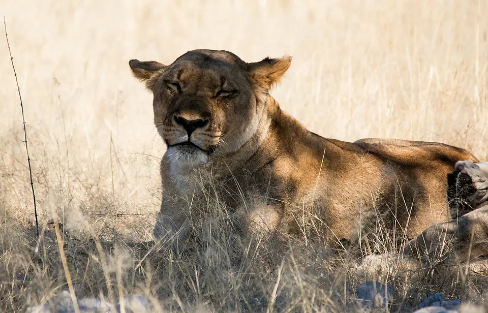IMG_1918.jpeg