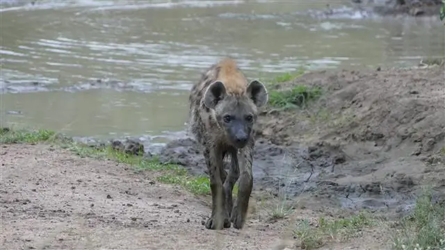2017.04.0106.23.10HluhluweNP-RhinoRidgeLodge.JPG