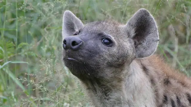 2017.04.0106.31.07HluhluweNP-RhinoRidgeLodge.JPG