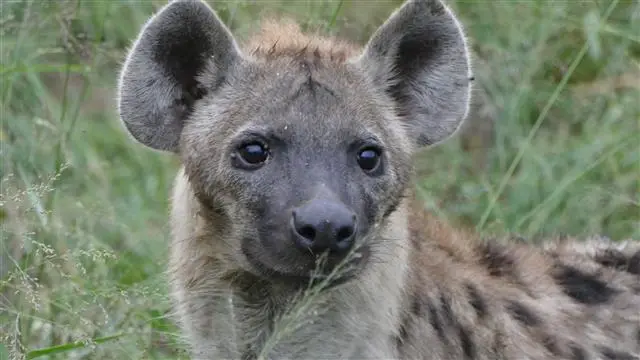 2017.04.0106.31.12HluhluweNP-RhinoRidgeLodge.JPG