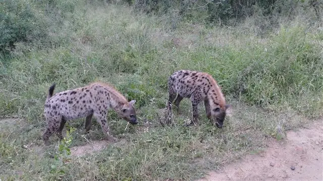 2017.04.0106.31.41HluhluweNP-RhinoRidgeLodge.JPG