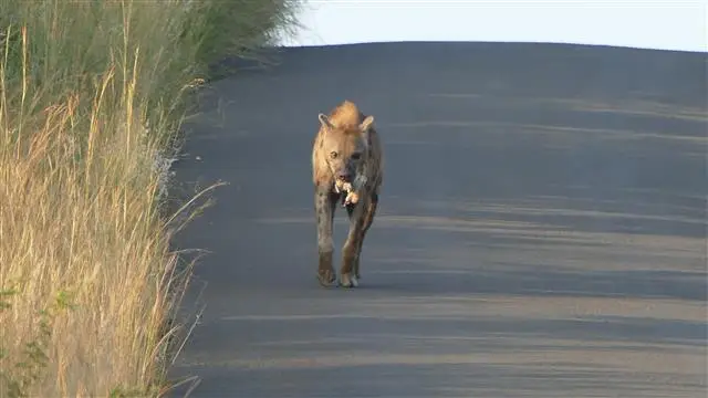 2017.04.0206.58.41HluhluweNP-RhinoRidgeLodge.JPG