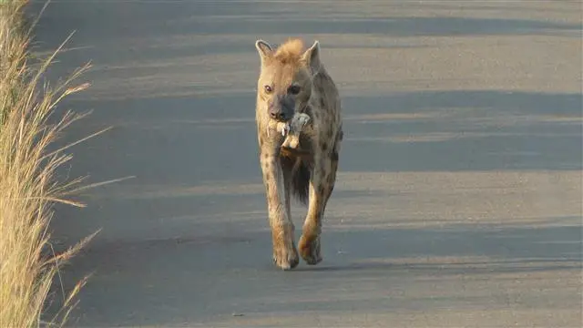 2017.04.0206.58.48HluhluweNP-RhinoRidgeLodge.JPG