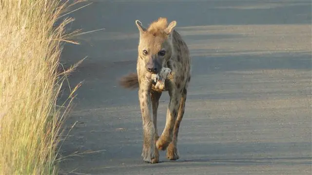 2017.04.0206.58.50HluhluweNP-RhinoRidgeLodge.JPG