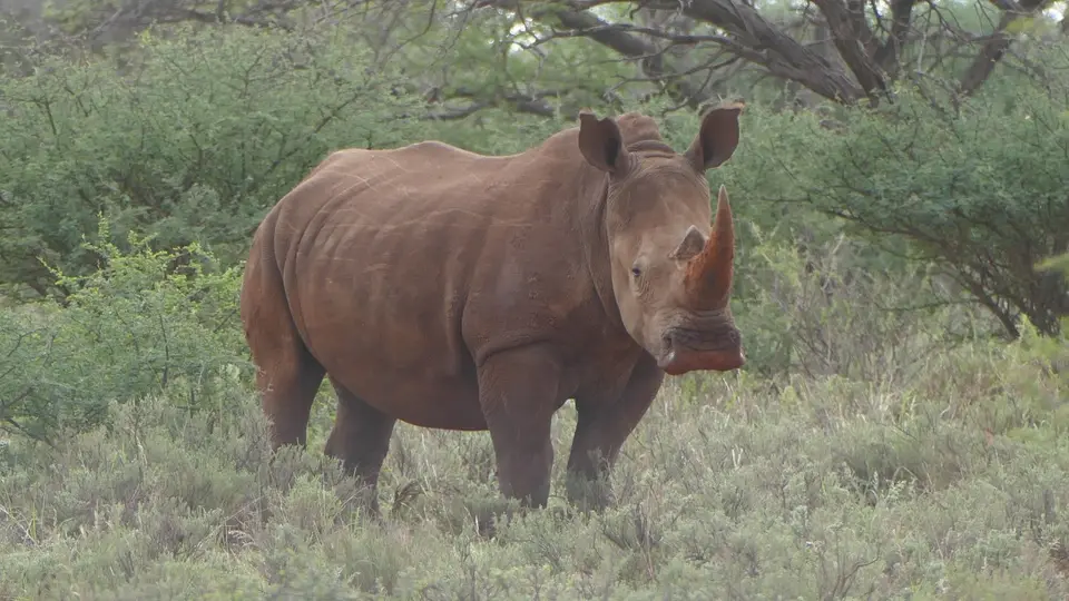 2018.01.2708.22.52MokalaNP-Upington.JPG
