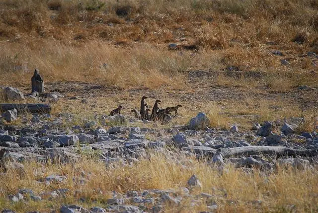 29.04.200915.37.46Etosha-MusharaLodge.JPG