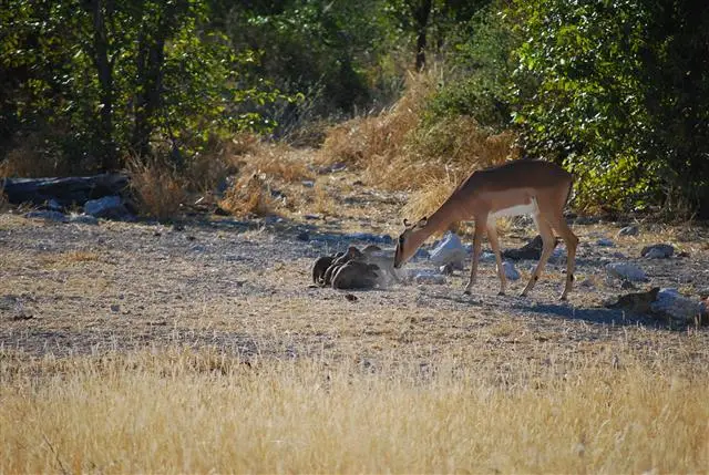 29.04.200915.44.24Etosha-MusharaLodge.JPG