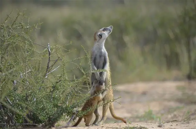 he5a3965.JPG