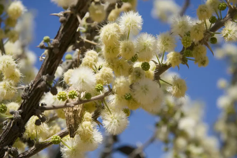 016Akazienblüte.jpg