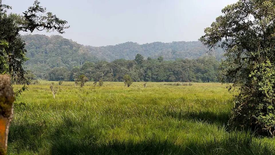 bWINDI-sWAMP_Panorama1.jpg