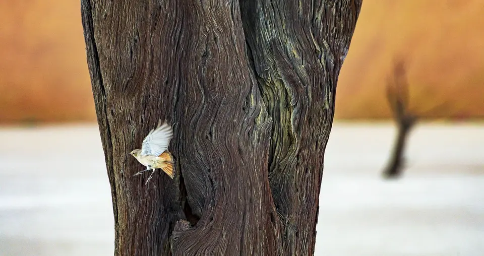 _SDL2456_2500.jpg